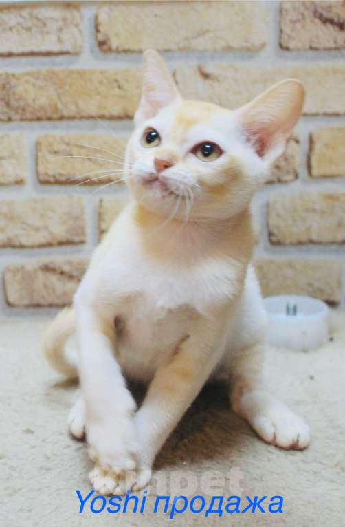 Кошки в Санкт-Петербурге: Два шикарных парня Мальчик, 20 000 руб. - фото 3