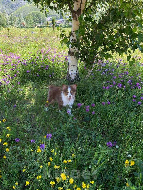 Собаки в Нальчике: Щенок Аусси девочка 3мес. Девочка, 10 000 руб. - фото 2