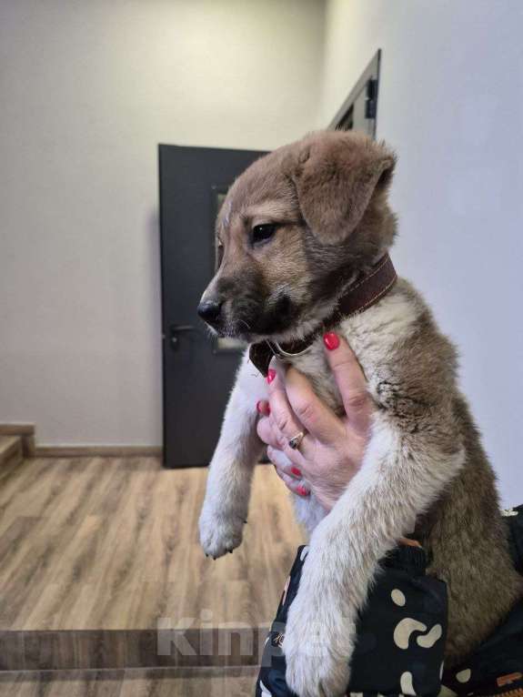 Собаки в других городах Московской области: Пиратик ищет дом! Мальчик, 1 руб. - фото 7