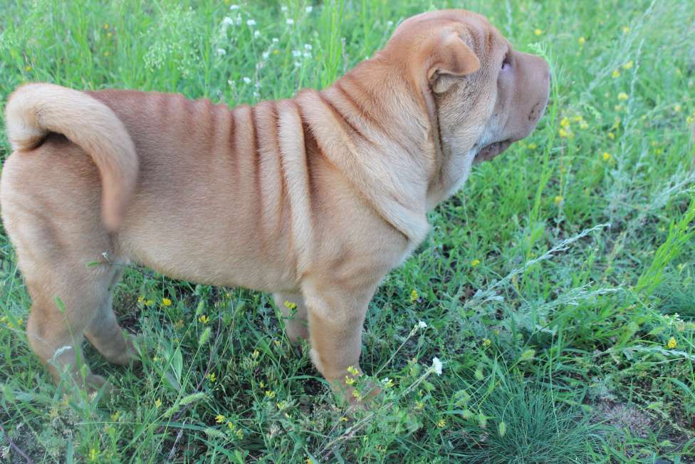 Собаки в Москве: Шарпей Мальчик, Бесплатно - фото 3