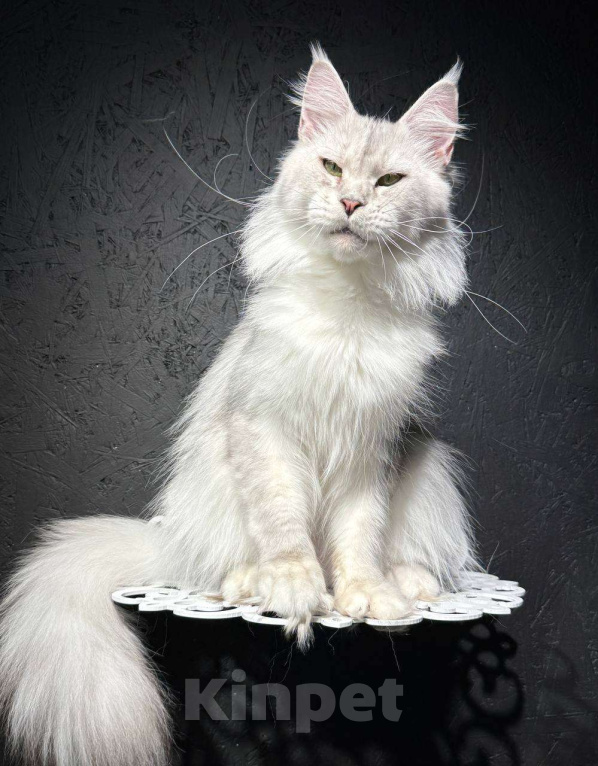 Кошки в Санкт-Петербурге: Кошка Девочка, 5 000 руб. - фото 1