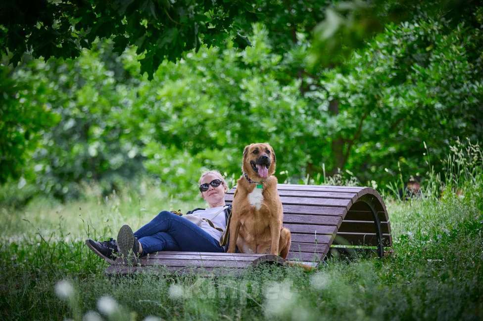 Собаки в Раменском: Шикарный рыжий пёс Тайф в добрые руки Мальчик, Бесплатно - фото 10