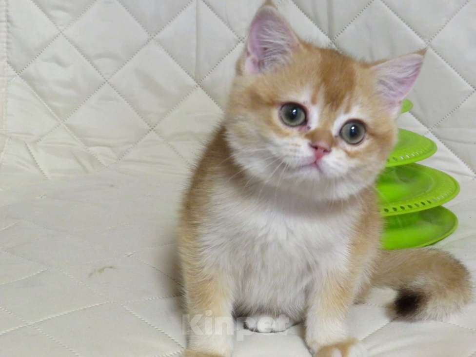 Кошки в Москве: шотландская  золотая шиншилла - мальчик Мальчик, 70 000 руб. - фото 1