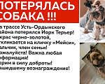 Собаки в Иркутске: Потерялся йорк Мальчик, 5 000 руб. - фото 1