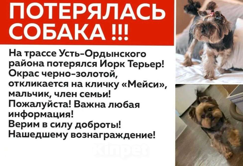 Собаки в Иркутске: Потерялся йорк Мальчик, 5 000 руб. - фото 1