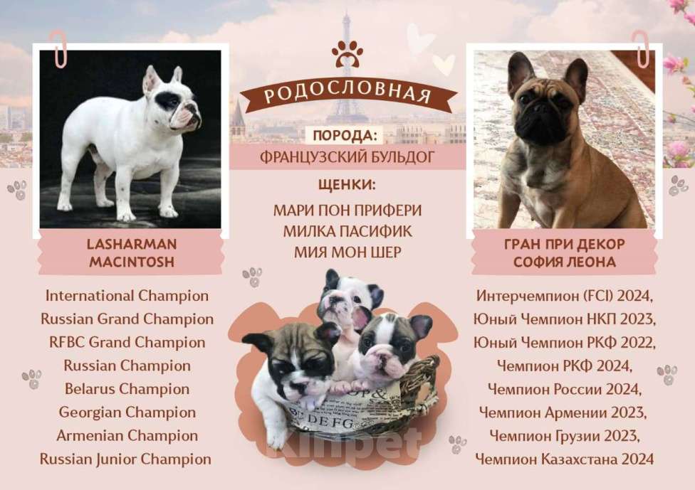 Собаки в Владикавказе: Продаются щенки Французского бульдога от родителей Интерчемпионов!!! Девочка, 90 000 руб. - фото 1