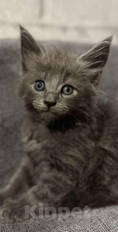 Кошки в Тамбове: Мейн кун Мальчик, 15 000 руб. - фото 1