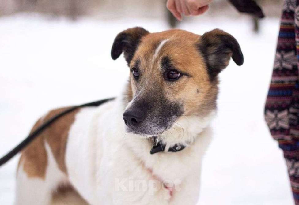 Собаки в Москве: Кокос Мальчик, Бесплатно - фото 3