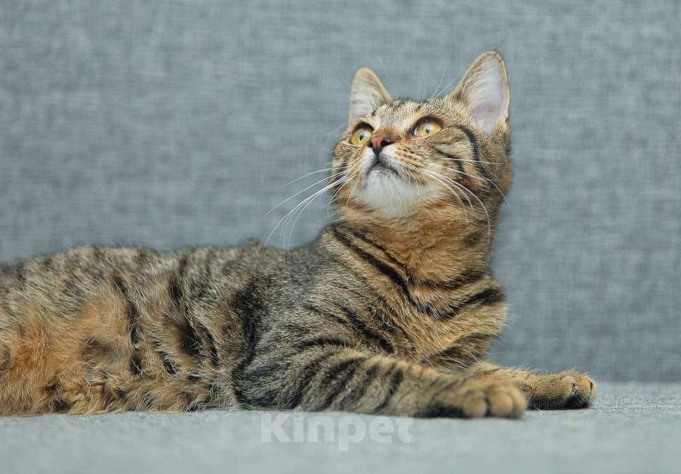 Кошки в Одинцово: кошечки в приюте Девочка, 10 руб. - фото 3