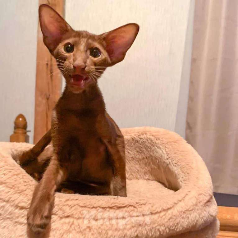 Кошки в Москве: Ориентальный циннамоновый котёнок Мальчик, 30 000 руб. - фото 2