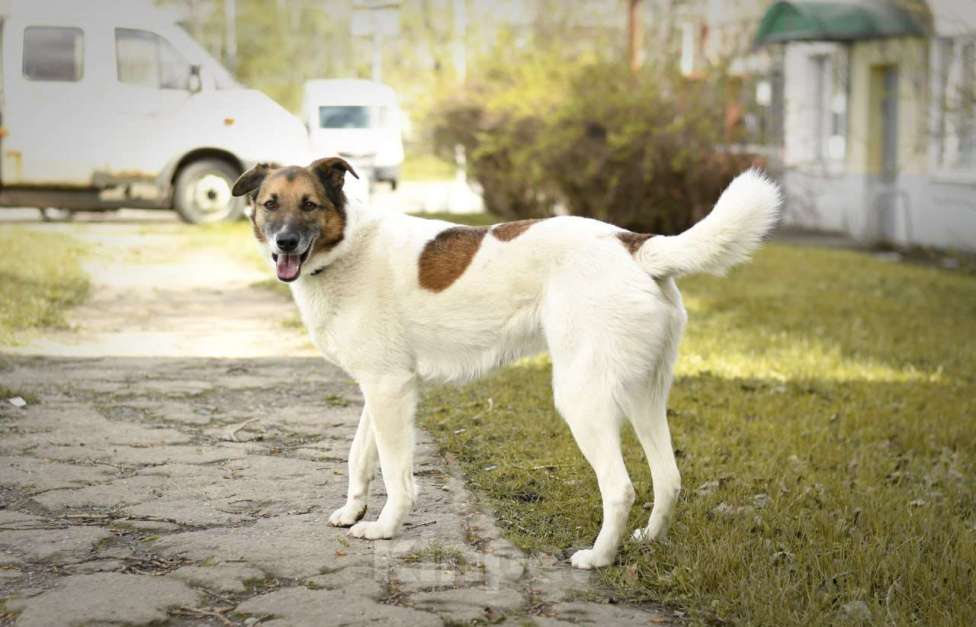 Собаки в Туле: Амуру очень нужен Дом Мальчик, Бесплатно - фото 10