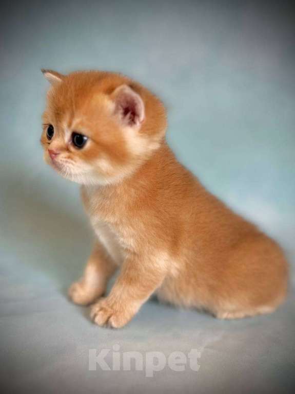 Кошки в Калуге: Британская золотая шиншилла Мальчик, 45 000 руб. - фото 4