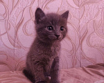 Кошки в Первоуральске: Отдам в хорошие руки кошечек Девочка, 1 руб. - фото 1