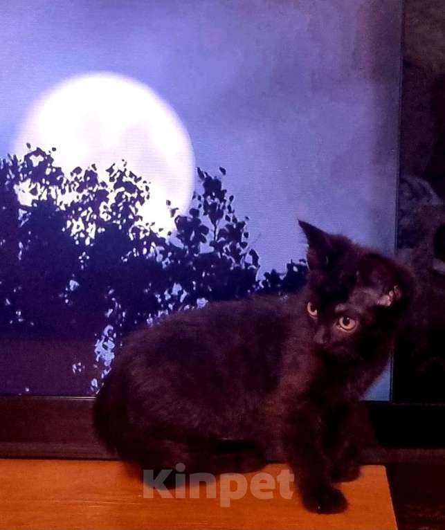 Кошки в Краснодаре: Кот метис Мальчик, Бесплатно - фото 2