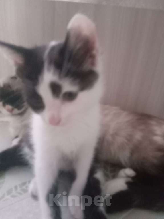 Кошки в Иркутске: Котёнок мальчик 2 месяца от домашней кошки  Мальчик, Бесплатно - фото 1