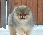 Собаки в Москве: Шикарный мальчик Мальчик, 100 000 руб. - фото 6