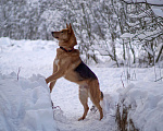 Собаки в Балашихе: Саливан — Хитрый Лис с сердцем из золота! Мальчик, Бесплатно - фото 4