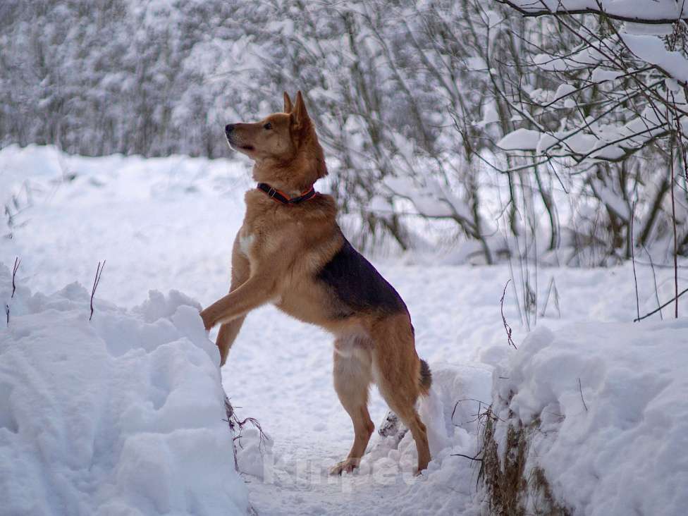 Собаки в Балашихе: Саливан — Хитрый Лис с сердцем из золота! Мальчик, Бесплатно - фото 4