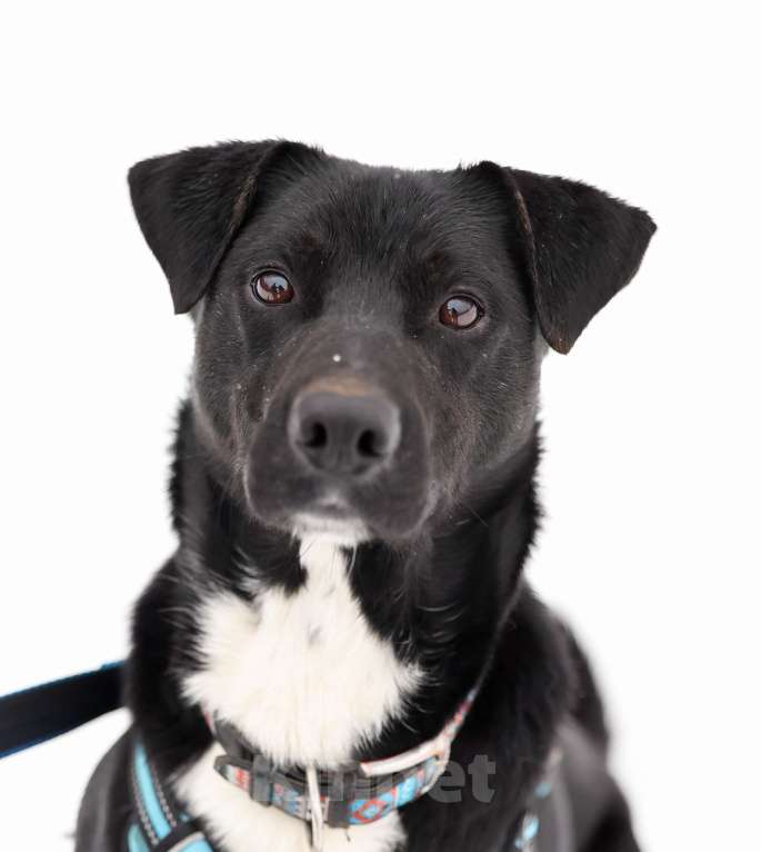 Собаки в Москве: Чаплин бывшедомашний пес в добрые руки Мальчик, Бесплатно - фото 3