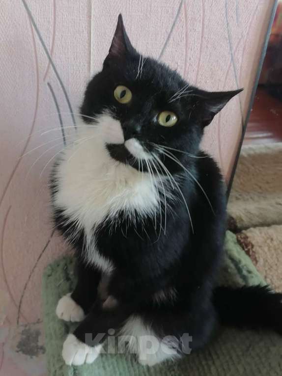 Кошки в Санкт-Петербурге: Маркиз из приюта в добрые руки Мальчик, Бесплатно - фото 2