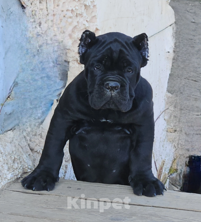 Собаки в Краснодаре: Щенок кане корсо от Чемпионов  Мальчик, 200 000 руб. - фото 2