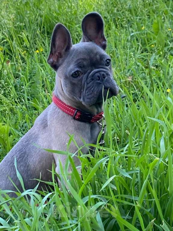Собаки в Санкт-Петербурге: Вязка с Чистокровным Французским бульдогом Мальчик, 20 000 руб. - фото 4