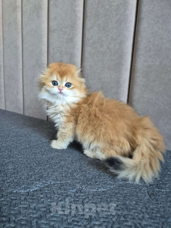 Кошки в Долгопрудном: Мальчик Девочка, 230 000 руб. - фото 2