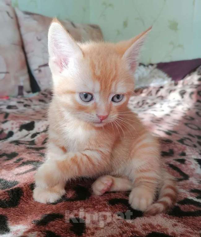 Кошки в Егорьевске: Замечательному котенку-котику очень нужен дом Мальчик, Бесплатно - фото 1