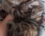 Кошки в Пскове: Шотландские котята Девочка, 15 000 руб. - фото 7