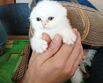 Кошки в Лянторе: Продаю, 25 000 руб. - фото 5