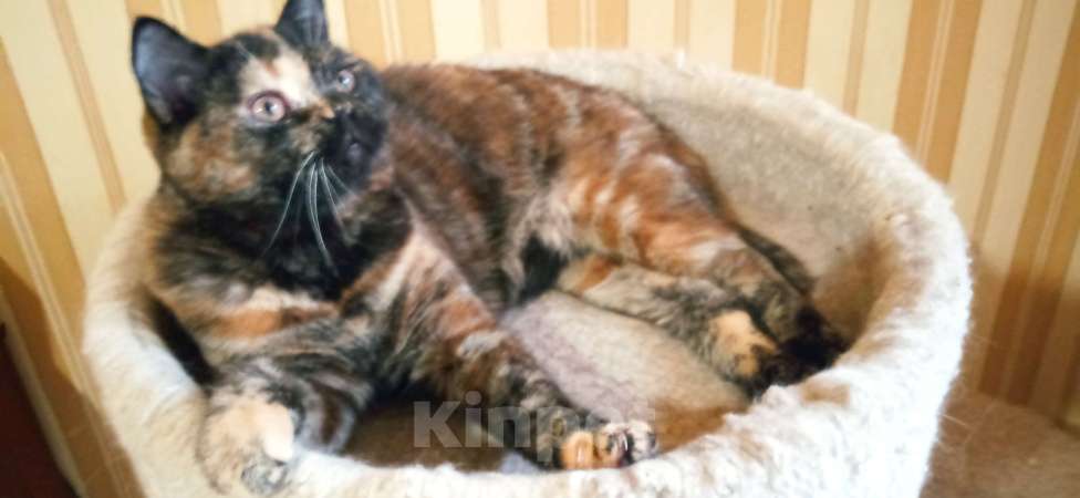 Кошки в Москве: Шотландская прямоухая кошечка Девочка, 1 000 руб. - фото 4