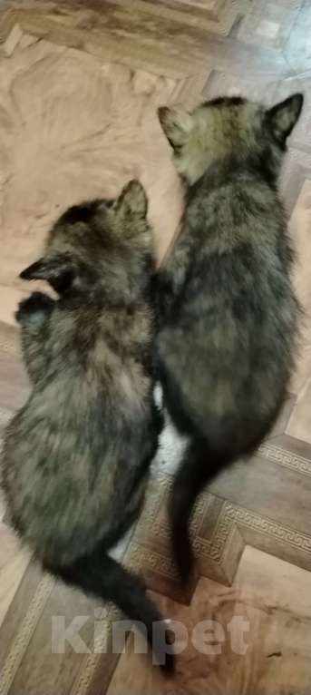 Кошки в Ангарске: котятки в добрые руки Девочка, Бесплатно - фото 4