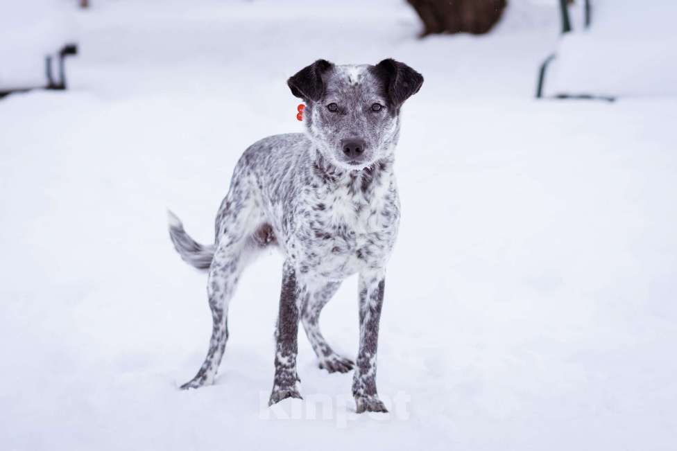 Собаки в Москве: Собака из приюта в добрые руки! Девочка, Бесплатно - фото 9