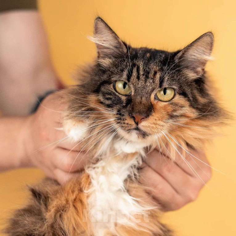 Кошки в Москве: Яркая кошечка Сайра в поисках дома Девочка, Бесплатно - фото 3