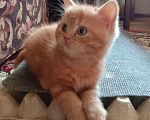 Кошки в Краснодаре: Котик. Рыжики рулят Мальчик, 5 000 руб. - фото 9