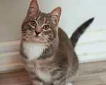 Кошки в других городах Московской области: Котенок ищет дом Мальчик, Бесплатно - фото 1