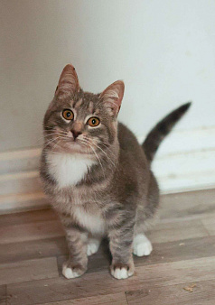 Котенок ищет дом