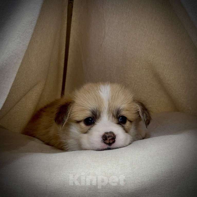 Собаки в Кемерово: Щенки вельш корги пемброк, девочка Девочка, 80 000 руб. - фото 6