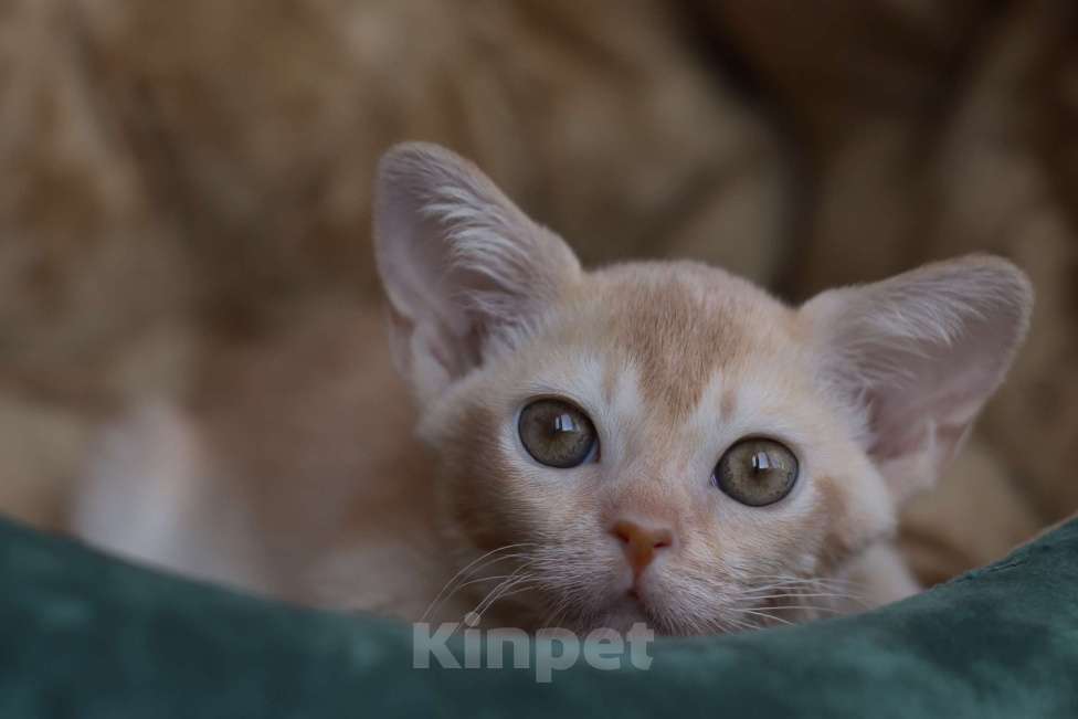 Кошки в Нижнем Новгороде: Бурманский котенок Мальчик, Бесплатно - фото 1