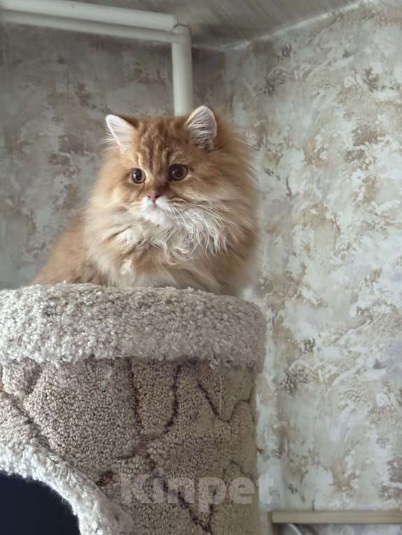 Кошки в Люберцах: Шотландские котята Мальчик, Бесплатно - фото 1