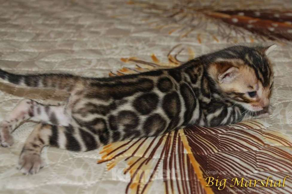 Кошки в Москве: Бенгальский мальчик Мальчик, Бесплатно - фото 3