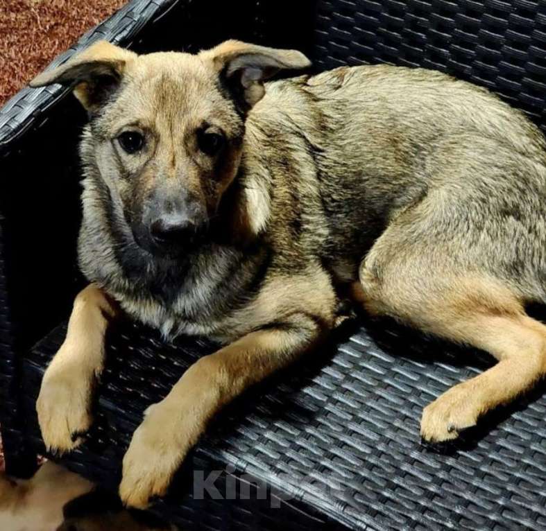 Собаки в Одинцово: Милый щенок Тимон Мальчик, Бесплатно - фото 3