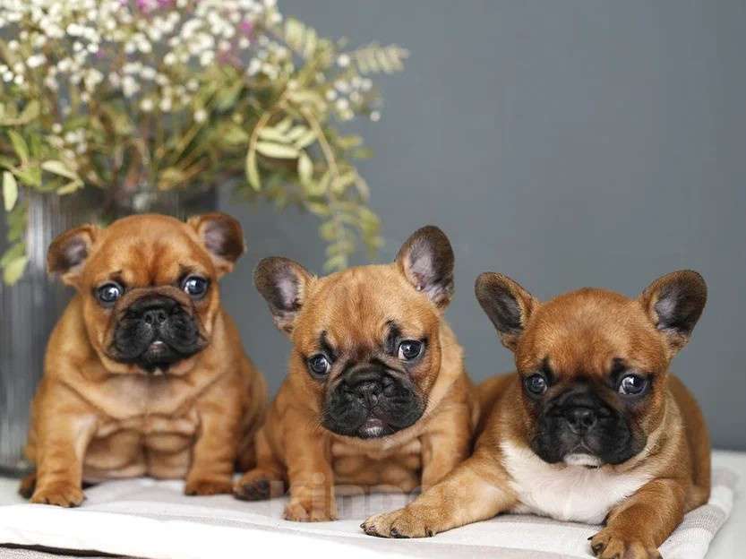 Собаки в Москве: Щенки французского бульдога с документами РКФ  Мальчик, 55 000 руб. - фото 7