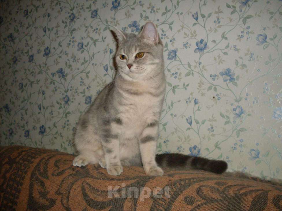 Кошки в Новокубанске: котята, 5 500 руб. - фото 1