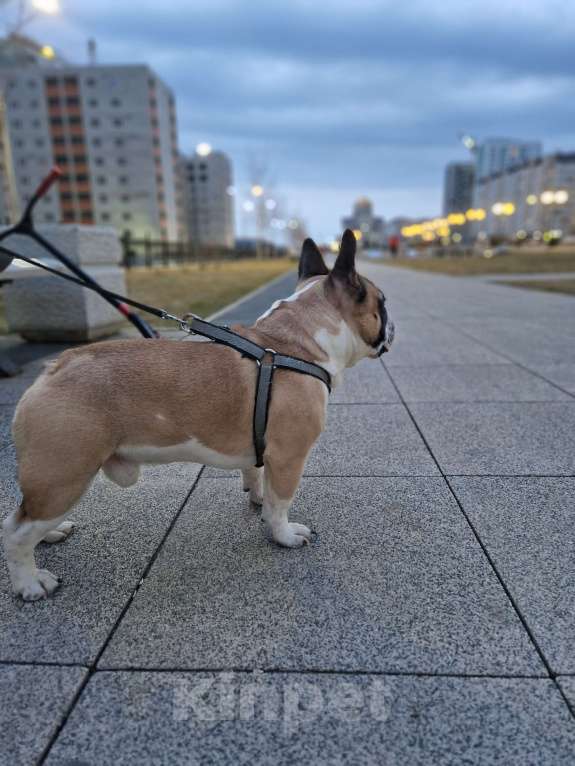 Собаки в Саратове: Красивый мальчик. Вязка Мальчик, 5 000 руб. - фото 2