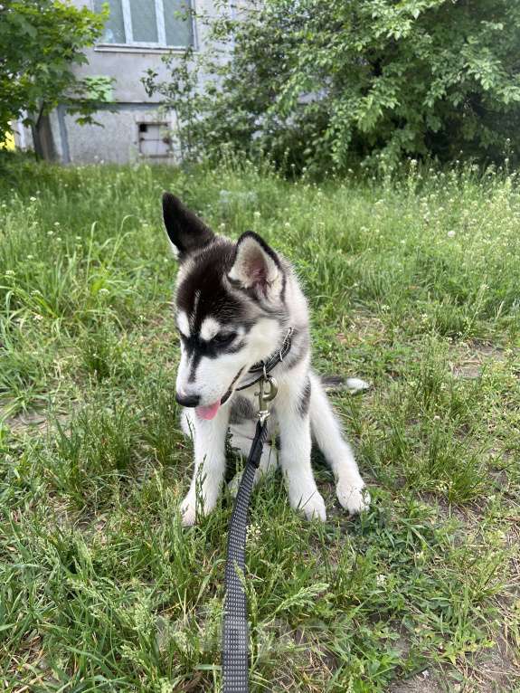 Собаки в Воронеже: Сибирская хаски  Девочка, Бесплатно - фото 6