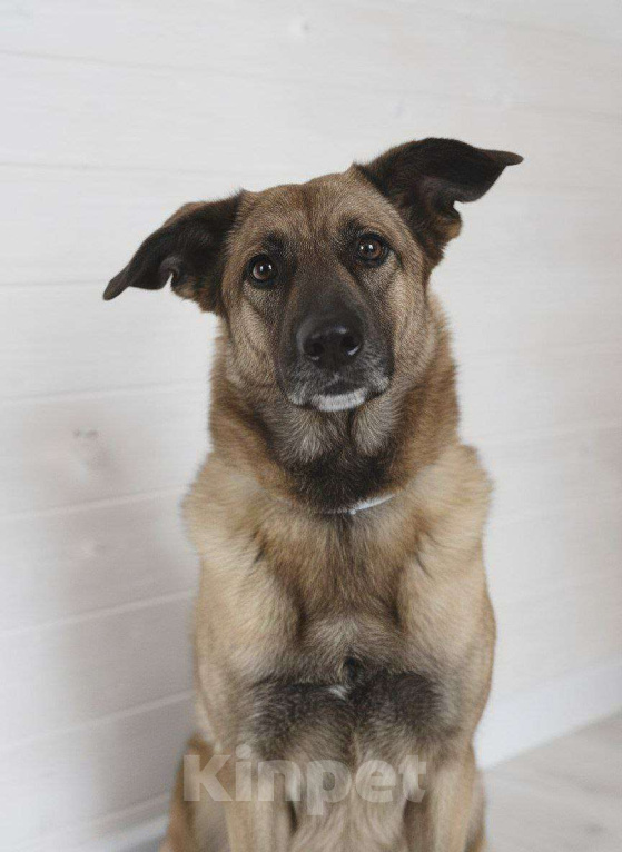 Собаки в Москве: Флая – преданная душа, пережившая предательство Девочка, Бесплатно - фото 2