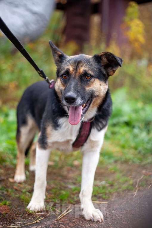 Собаки в Москве: Сью Девочка, Бесплатно - фото 7