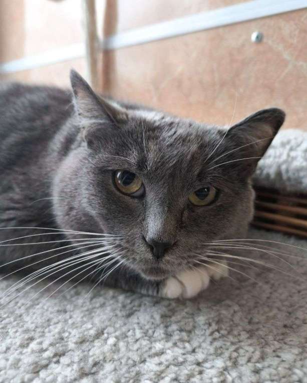 Кошки в Москве: Экима ищет дом Девочка, Бесплатно - фото 3