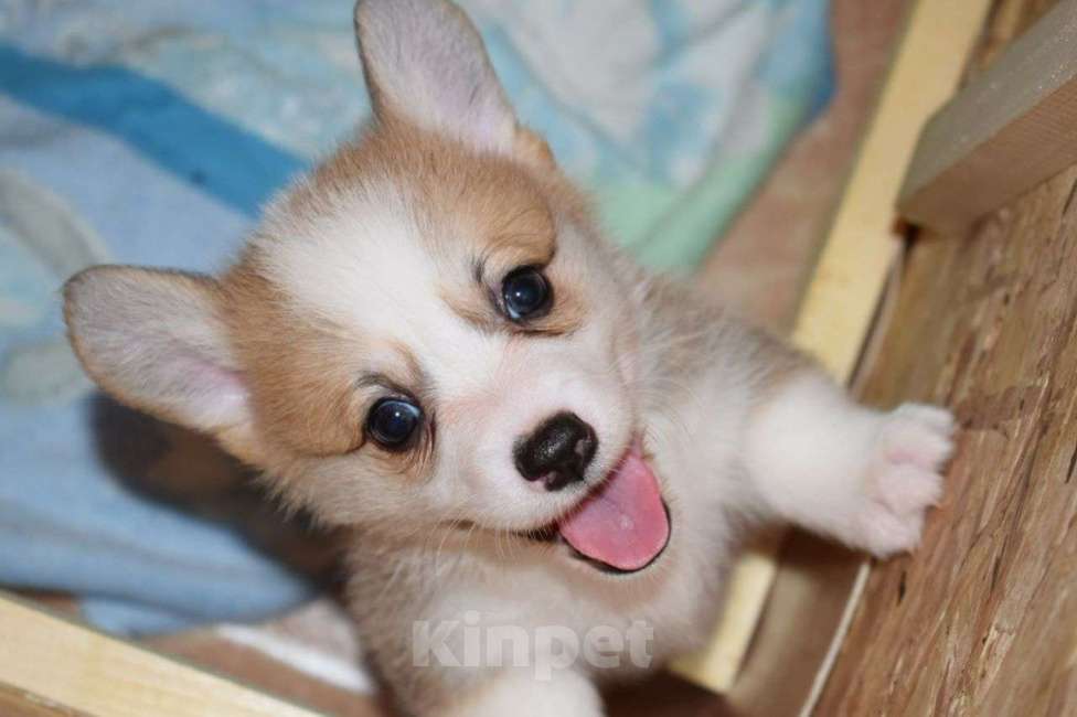 Собаки в Краснодаре: Корги Девочка, 65 000 руб. - фото 7